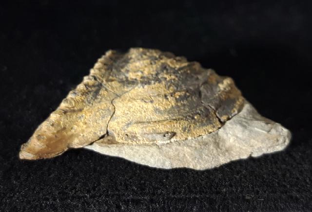 Trigonia cf. interlaevigata (QUENSTEDT 1858) - Bild © FossNet FossilienStore